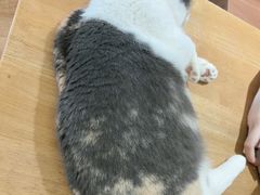 -有猫主题·治愈系猫咖(曾厝垵店)