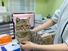 -瑞鹏宠物医院·夜间急症·心超·猫科(祖庙分店)