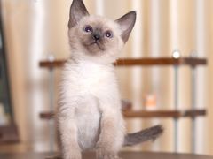 -小猫来了·猫舍(红山六九七九店)