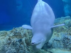 -珠海长隆海洋王国