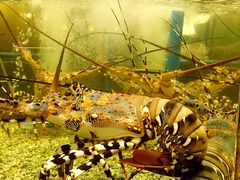 -Isla Sugbu Seafood City