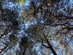 -铁山坪森林公园