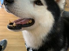 -Husky Go! 哈士奇体验馆·宠物咖啡厅狗咖