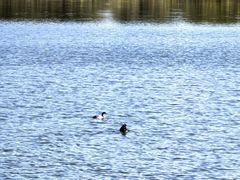 -野鸭湖国家湿地公园