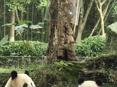 -都江堰中华大熊猫苑