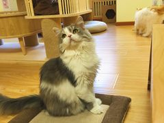 -猫和宫(六道口店)
