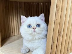 -欣宠猫屋·矮脚拿破仑·蓝金金渐层