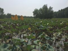 -大湾区中央湿地公园