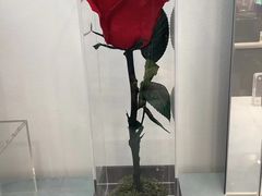 -ROSEONLY诺誓(广州K11店)