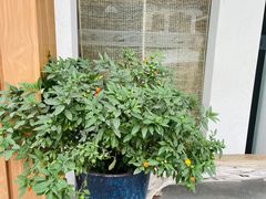 -御面斋精品面馆