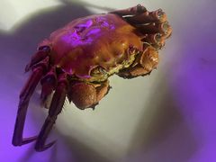 -应天大明王朝·南京菜(中山陵店)