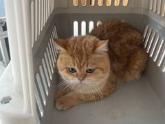 -艾贝尔宠物医院·24H转诊中心·肿瘤猫专科(江宁双龙店)
