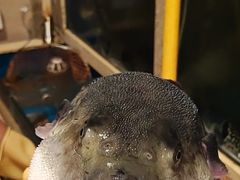 -天正河鲀·河豚亭(大连店)