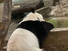 -柳州市动物园