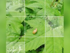 -凤凰山国家森林公园