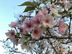 -天适樱花悠乐园