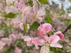 -海棠花溪(元大都城垣遗址公园)