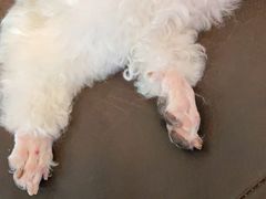 -中农大我爱我爱24h动物医院·中医针灸·猫专科·骨科医疗中心(双井店)