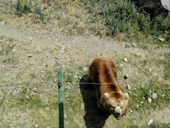 -新疆天山野生动物园