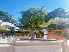-上海东林寺(金山区)