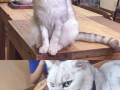 -李小姐の猫咖啡馆(五角场店)