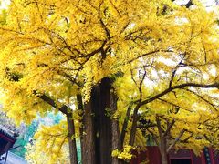 -红螺寺