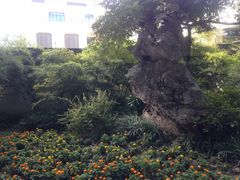 -上海醉白池公园