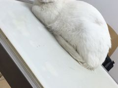 -爱妮康宠物医院·干细胞免疫细胞·肿瘤·心脏(张江店)