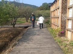 -香雪海