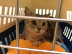 -中农大我爱我爱动物医院·核磁CT·猫病·24小时夜诊中心(石佛营店)