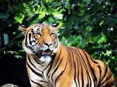 -栾川竹海野生动物园