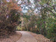 -紫金山山顶公园