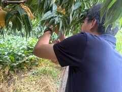 -老袁家蜜桃农场·阳山水蜜桃