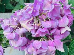 -金科花卉市场