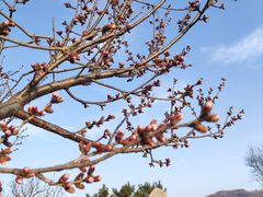 -香山公园