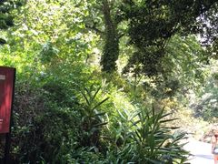 -墨尔本皇家植物园