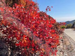 -北京西山国家森林公园