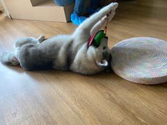 -Husky Go! 哈士奇体验馆·宠物咖啡厅狗咖