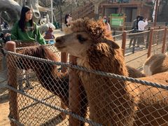 -大连森林动物园