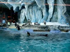 -帝企鹅自助餐厅•儿童岛•真企鹅(长隆企鹅酒店)