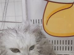 -瑞派康怡24h宠物医院·犬猫医疗中心·微创绝育(瑞景分院)