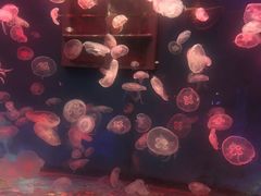 -大连圣亚海洋世界