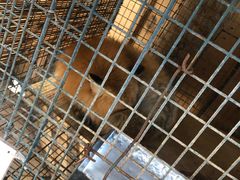 -宫城藏王狐狸村