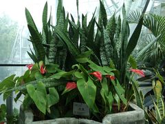 -北京植物园-展览温室