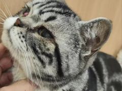 -米苏动物医院·犬猫专科·骨科外科内窥镜