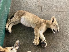 -秦皇岛野生动物园