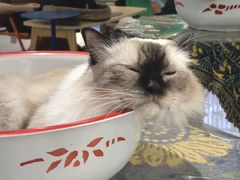 -平行世界·猫咖(首经贸店)