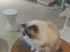 -藏猫猫咖啡主题馆(中央大道店)