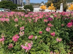 -玫瑰海岸文化旅游度假区