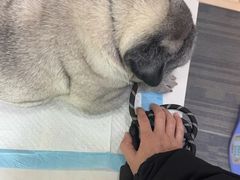 -pd派德宠物中心医院24H急重症·眼科中心·血液透析中心(嵩山北路店)